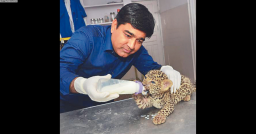 Doc gets into Limca Records for maximum leopard rescues